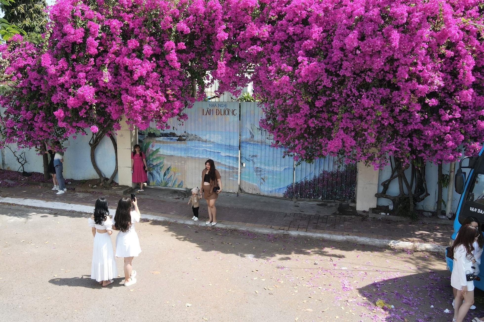 Con đường hoa giấy Vũng Tàu – Góc check-in rực rỡ sắc màu giữa thành phố biển