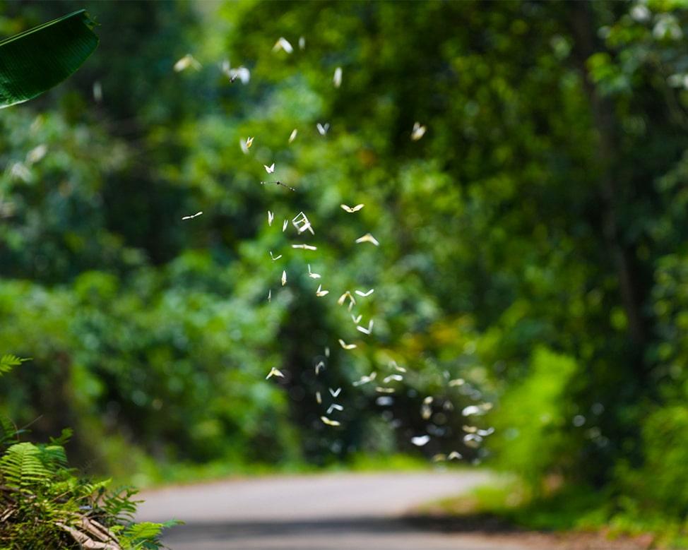 rừng cúc phương ninh bình